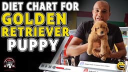 Diet Chart (Golden Retriever) Full Day of Feeding Puppy & Adult Dog || Pet Food || Baadal Bhandaari