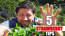 5 Essential Spring Strawberry Tips