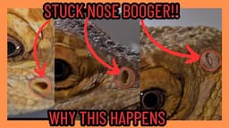 BEARDED DRAGON STUCK NOSE BOOGER! REMOVAL AND WHY THIS HAPPENS!