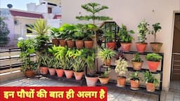 ज़िन्दगी बदल देने की शक्ति है इन पौधों में 🥰/ Permanent plants / Best plants for pots