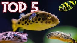 Top 5 Freshwater Puffer Fish For Your Aquarium