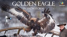 NIKON Z9 and 400mm f/2.8 F-mount - Golden Eagle - WILDLIFE PHOTOGRAPHY II Bird photography