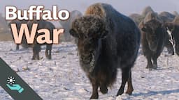 The War to Save the Buffalo | Indian Removal Bonus