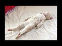 Cats Sleeping In Weird Position Compilation! Try Not To Laugh!