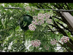 Growing Hoya Bella Doug's Way