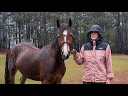 Horse Camping In A Rain Storm