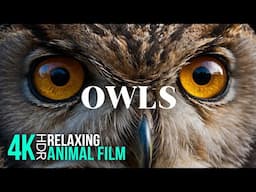 Fascinating OWLS in 4K - Amazing Wild Birds in Nature - Relaxing Animal Film with Calm Music