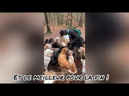 lmmersion avec un dogsitter