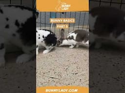 Bunny Basics 5: Exercise for Rabbits #rabbits #rabbitcaretips  #petbunny