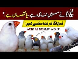 Finch ki Price increase hogain | Finch business Profit 2024 | penguin zebra finch | snow white finch