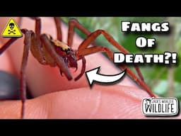 HOW DEADLY Is The BITE Of The FLORIDA WANDERING SPIDER!?