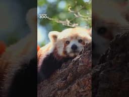 No animal chills out quite like a Red Panda!