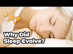 Why Did Sleep Evolve?