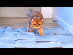 Can Cats Walk On Ice? | Compilation