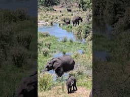 Elephant Herd Enjoying a Refreshing Riverbed Feast | Kruger Park Sighting #elephants #wildlife