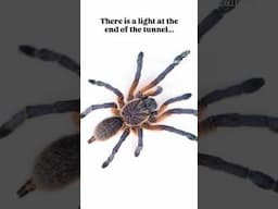 Life is the train, not the station. Tarantula Demotivational Quotes #tarantula #spider #motivational