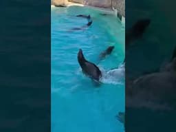 Loudest Sea Lions | Real Sea Lion Sound| Sea Lions Snacks  Time | Sea Lions Fighting’s #sealions