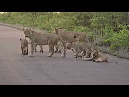 Unexpected traffic jam: Lionesses and their adorable cubs take over the road. #wildlife #safari