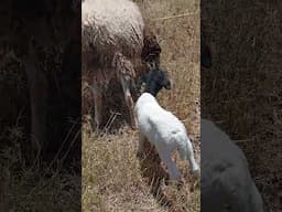 #shorts #newborn #lamb at the #farm #sheepfarming #sheep #farmer #agribusiness