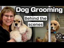 LIVE Dog Grooming 11/9/24! 2 Maltese, Bichon, 3 Schnauzers,  Shih Tzu, Scotty, Pomeranian