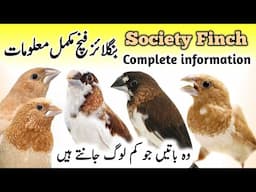 Bengalese Society Finch Breeding Tips | Bengalese Society Finch Male Female | Society Finch Singing