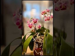 Happy Planting! 🪴🍃🌸 #homedecor #orchids #plants #flowers #indoorplants #shortvideo