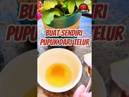 Buat Sendiri Pupuk Bunga dari Telur