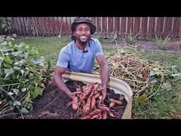 Sweet Potatoes 2 || From Soil To Harvest || Olle Gardens Raised Bed