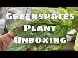 Greenspaces Plant Mail Import Unboxing Anthurium Monstera Syngonium Aroids Plant Haul