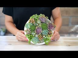 Vertical Succulent Wall Garden - the Dalla Vita Vertical Circle