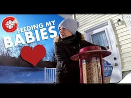 Feeding The Birds AKA: My Babies (Winter Vlog)