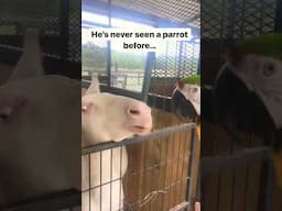 Macaw meets Albino Donkey? #albino #donkey #macaw  #farmanimals #pets