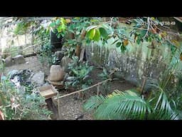 Livestream Singing Birds 28/01/2021