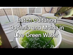 Batch Culturing Daphnia and Moina in Live Green Water