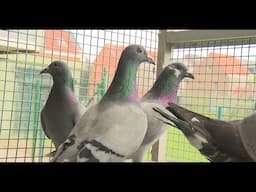 SUPER GRAINS - Why this SUPER GRAINS is So Good for Racing Pigeons