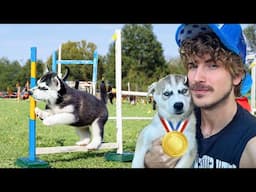 My 10 Huskies Compete in the Puppy Olympics Challenge! 2024