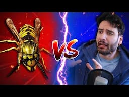 Soyboy vs. Wasp