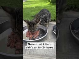 These kittens didn’t eat for 24 hours #youtubeshorts #kittens