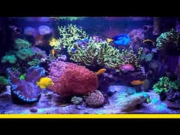 135g Mixed Reef Tank Update! (Bonus: Royal Caribbean Utopia of the Sea cruise preview)