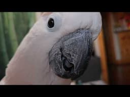 Cockatoo Meltdown To Whispering (volume alert ⚠️)