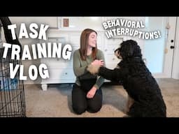 BEHAVIORAL INTERRUPTIONS TASK TRAINING VLOG | sdit learns behavioral interruptions, first session!