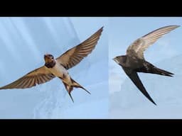 The Ornithorium: Swifts, Swallows, House and Sand Martins with Hannah Postlethwaite Bird Decorations