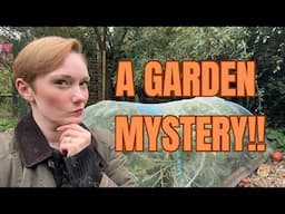 Solving A Garden MYSTERY and Planting Broad Beans and Brassicas