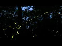 Great Smoky Mountains Synchronous Fireflies in VR