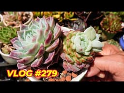 Why Did Same Succulent Look Different | VLOG #279 Growing succulents with LizK