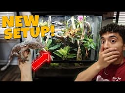 How to Build a Drylok Background in a Reptile Cage! (LEAF-TAILED GECKO)