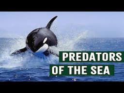 Killer Orcas: The Deadliest Hunter Of The Sea