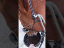 My horse eats like he's stealing someone's food...