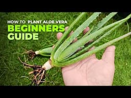 How To Plant Aloe vera: A Beginners Guide