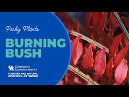 Pesky Plants: Burning Bush